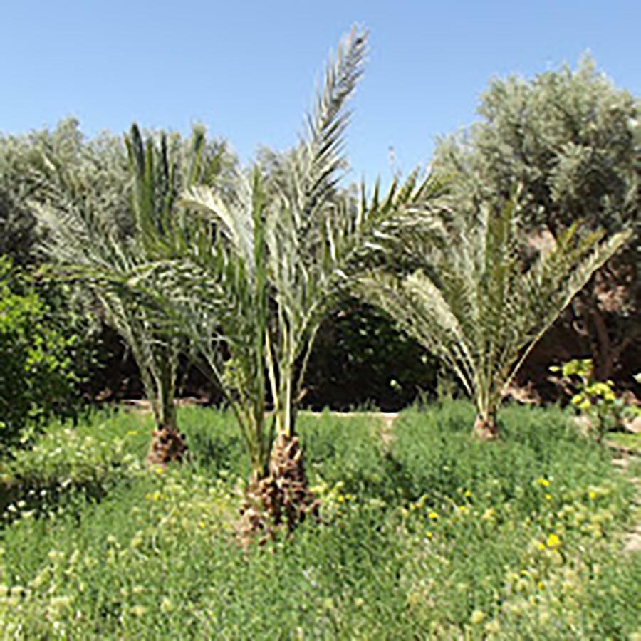 Le Jardin Des Grenadiers Skoura Exterior photo